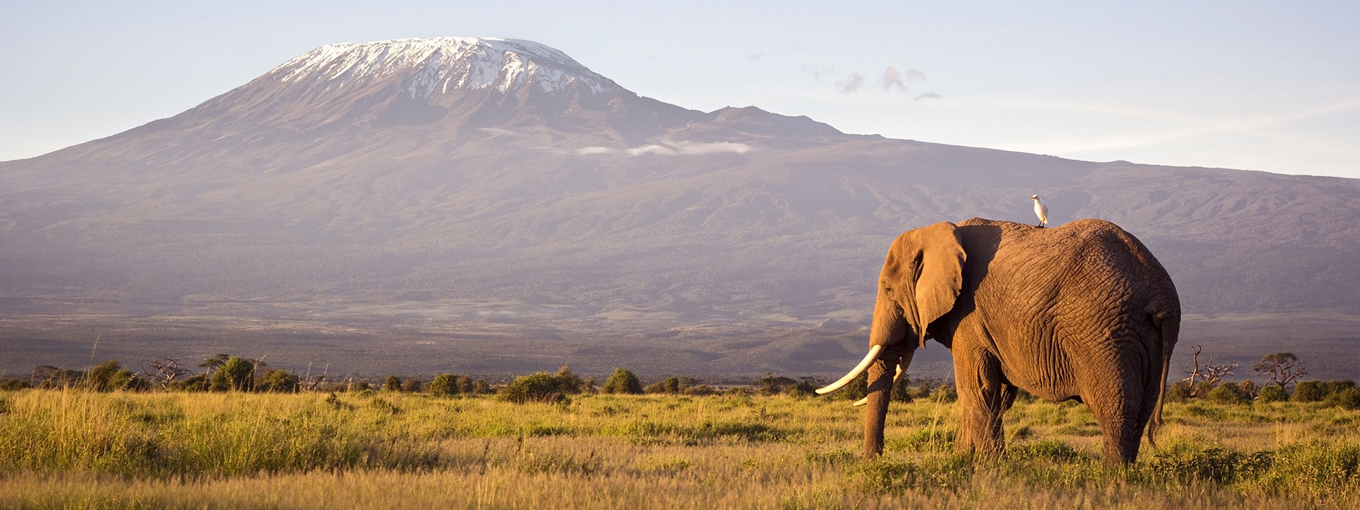 Ease your mind, add-in an elephant's memory
